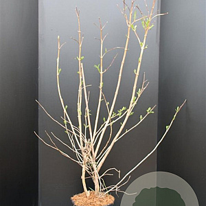 Heptacodium miconioides 100-125 cm 15L
