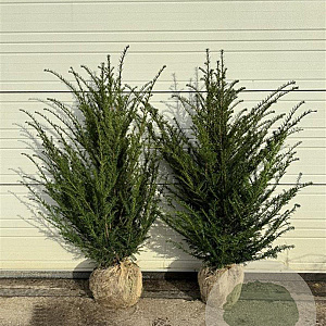 Taxus baccata 60-80 cm met kluit