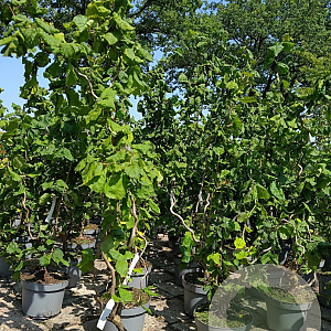 Corylus a. 'Contorta' 80-100 cm 4,5L