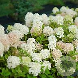 Hydrangea pan. Fire Light Tiny Bit 30-40 cm 5,0L