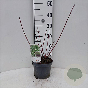 Cornus alba 'Sibirica Variegata' 30-40 cm 3,0L