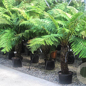 Dicksonia antarctica GM c20