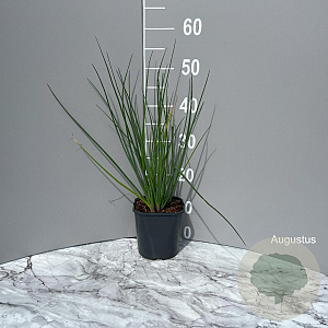 Allium schoenoprasum GM 2,0L