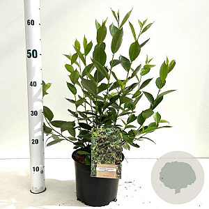 Aronia melanocarpa 'Hugin' 70-80 cm 2,0L