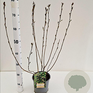 Aronia melanocarpa 'Hugin' 70-80 cm 2,0L