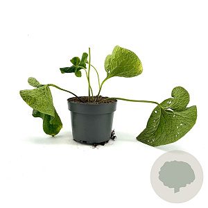 Brunnera macrophylla GM 2,0L