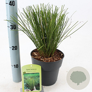 Carex 'Phoenix Green' 20-25 cm 2,0L