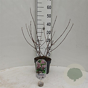 Deutzia hybrida 'Strawberry Fields' 30-40 cm 3,0L