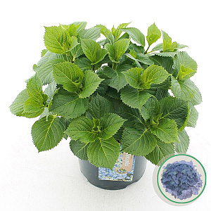 Hydrangea macrophylla 30-40 cm 5,0L blauw