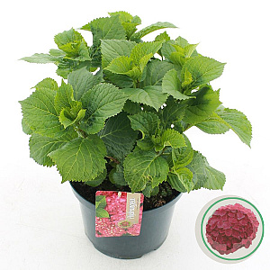 Hydrangea macrophylla 30-40 cm 5,0L rood
