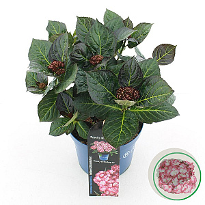 Hydrangea m. Beauty of Boskoop 25-30 cm 3,5L
