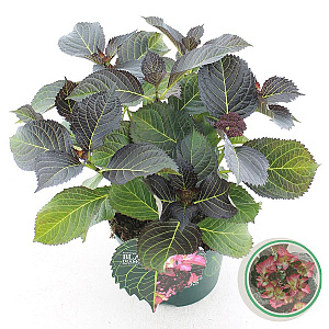 Hydrangea m. Black Diam. Dark Angel 30-40 cm 5,0L