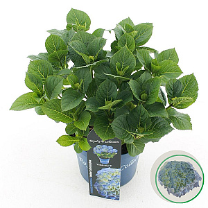 Hydrangea m. Forever Blue 25-30 cm 3,5L