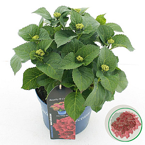 Hydrangea m. Fire Wings 25-30 cm 3,5L