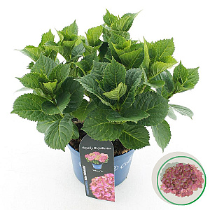 Hydrangea m. Wizard 25-30 cm 3,5L