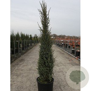 Juniperus comm. 'Sentinel' 60-80 cm met kluit