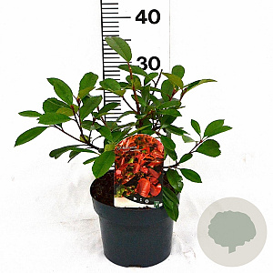 Photinia fraseri 'Red Robin' 30-40 cm 3,0L
