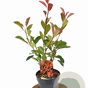 Photinia fraseri 'Red Robin' 30-40 cm 3,0L