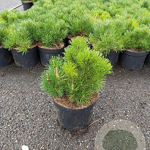 Pinus mugo pumilio 30-40 cm 5,0L