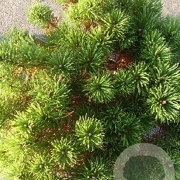 Pinus mugo pumilio 30-40 cm 5,0L