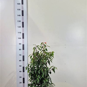 Prunus l. 'Angustifolia' 60-80 cm met kluit