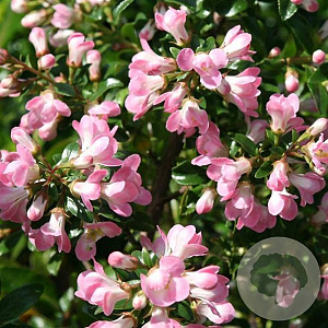 Escallonia 'Apple Blossom' 100-125 cm 20L