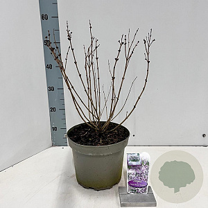Syringa meyeri Flowerfesta Purple 40-50 cm 5,0L