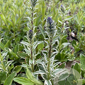 Veronica gent. 'Variegata' GM P9