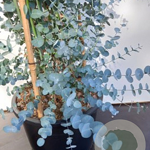 Eucalyptus gunnii 200-250 cm 20L