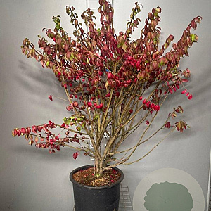 Euonymus alatus 100-125 cm 20L
