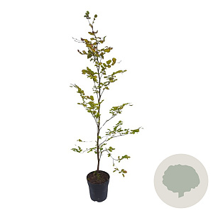 Fagus sylvatica 125-150 cm 4,5L