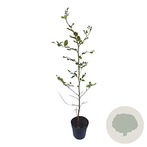 Fagus sylvatica 125-150 cm 4,5L