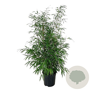 Fargesia scabrida 'Asian Wonder' 150-175 cm 20L