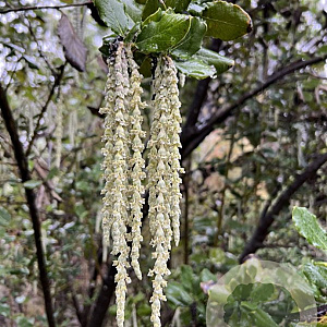 Garrya elliptica 150-175 cm 20L 3 stok