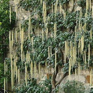 Garrya thuretii 175-200 cm 20L 3 stok