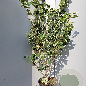 Hamamelis int. 'Pallida' 150-175 cm 20L