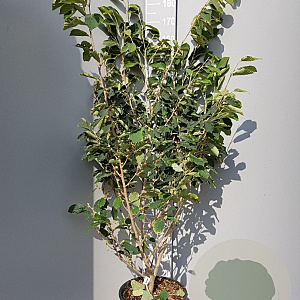 Hamamelis int. 'Pallida' 150-175 cm 20L