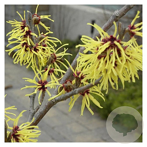 Hamamelis int. 'Primavera' 200-250 cm 20L