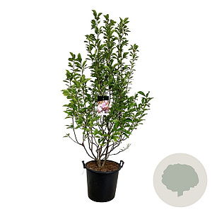 Magnolia soulangeana 170-200 cm cont. 55L extra