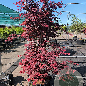 Acer palmatum 'Atropurpureum Novum' 150-175 cm cont. 70L meerstammig