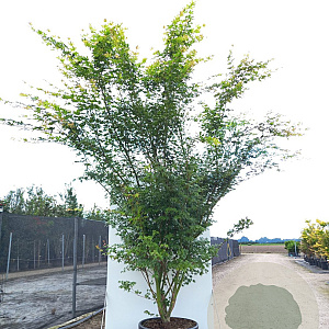 Acer palmatum 150-175 cm cont. 70L meerstammig
