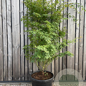 Acer palmatum 200-250 cm cont. 70L meerstammig