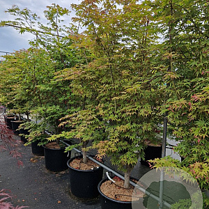 Acer pal. 'Osakazuki' 175-200 cm 20L meerstammig