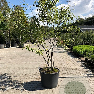 Amelanchier lamarckii 200-250 cm cont. 70L meerstammig