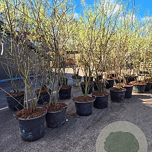 Amelanchier lamarckii 250-300 cm cont. 90L meerstammig