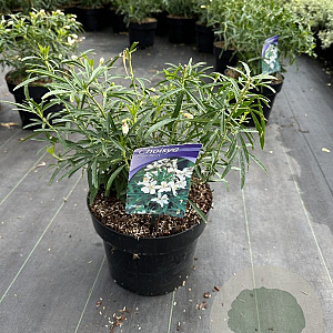 Choisya 'Aztec Pearl' 30-40 cm 5,0L