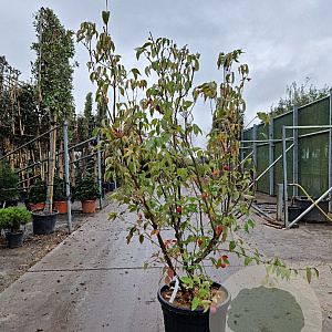 Cornus k. 'China Girl' 150-175 cm cont. 70L meerstammig