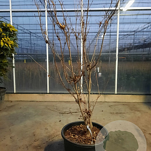 Cornus k. 'China Girl' 175-200 cm container meerstammig