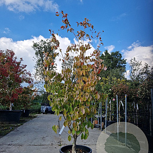 Cornus k. 'China Girl' 175-200 cm container meerstammig