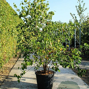 Cornus kousa chinensis 200-250 cm cont. 70L meerstammig